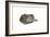 Sleeping cat, 1985-Claudia Hutchins-Puechavy-Framed Giclee Print