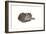 Sleeping cat, 1985-Claudia Hutchins-Puechavy-Framed Art Print