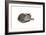 Sleeping cat, 1985-Claudia Hutchins-Puechavy-Framed Art Print