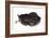 Sleeping Cat, 1985-Claudia Hutchins-Puechavy-Framed Giclee Print