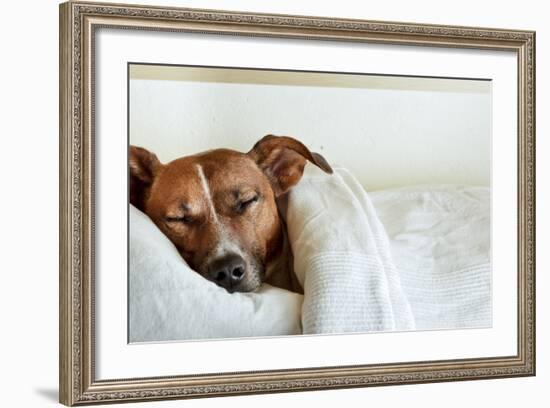 Sleeping Dog-Javier Brosch-Framed Photographic Print