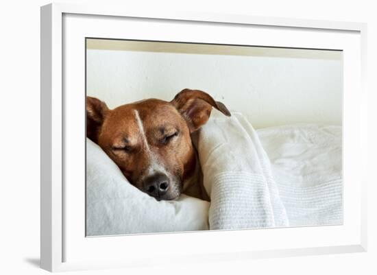 Sleeping Dog-Javier Brosch-Framed Photographic Print