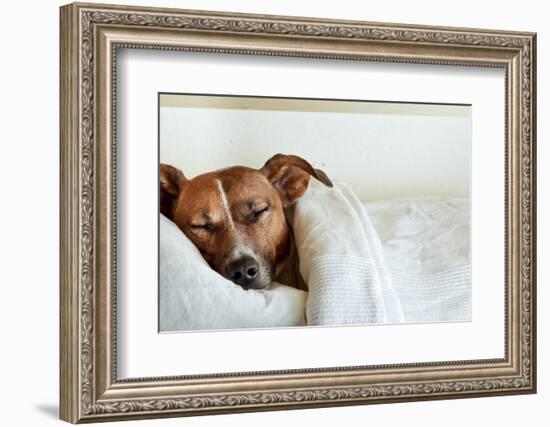 Sleeping Dog-Javier Brosch-Framed Photographic Print