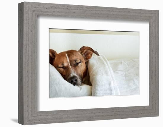 Sleeping Dog-Javier Brosch-Framed Photographic Print