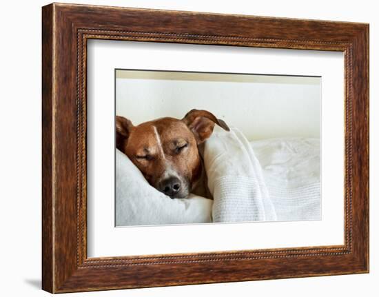 Sleeping Dog-Javier Brosch-Framed Photographic Print