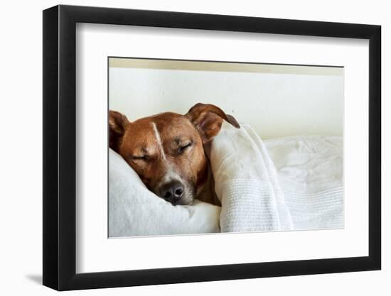 Sleeping Dog-Javier Brosch-Framed Photographic Print