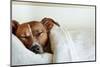 Sleeping Dog-Javier Brosch-Mounted Photographic Print