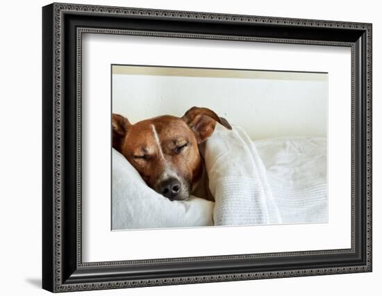 Sleeping Dog-Javier Brosch-Framed Photographic Print