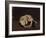 Sleeping Dog-Arcangelo Resani-Framed Art Print