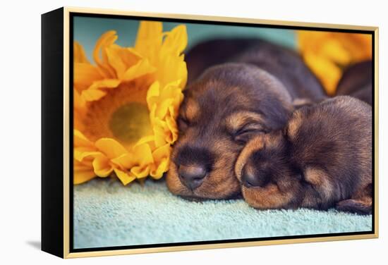 Sleeping Doxen Puppies-Zandria Muench Beraldo-Framed Premier Image Canvas