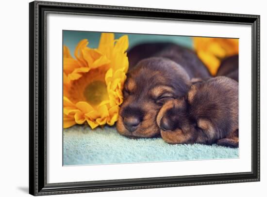 Sleeping Doxen Puppies-Zandria Muench Beraldo-Framed Photographic Print