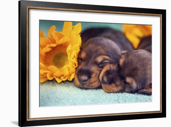 Sleeping Doxen Puppies-Zandria Muench Beraldo-Framed Photographic Print