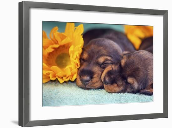 Sleeping Doxen Puppies-Zandria Muench Beraldo-Framed Photographic Print