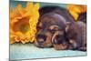 Sleeping Doxen Puppies-Zandria Muench Beraldo-Mounted Photographic Print