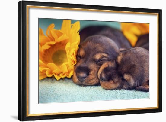 Sleeping Doxen Puppies-Zandria Muench Beraldo-Framed Photographic Print