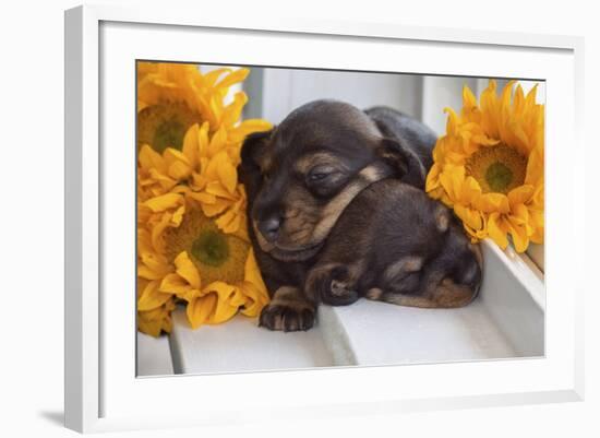 Sleeping Doxen Puppies-Zandria Muench Beraldo-Framed Photographic Print