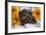 Sleeping Doxen Puppies-Zandria Muench Beraldo-Framed Photographic Print