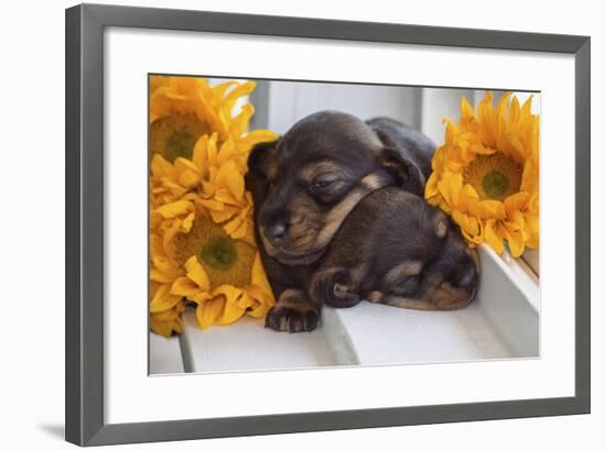 Sleeping Doxen Puppies-Zandria Muench Beraldo-Framed Photographic Print