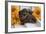 Sleeping Doxen Puppies-Zandria Muench Beraldo-Framed Photographic Print