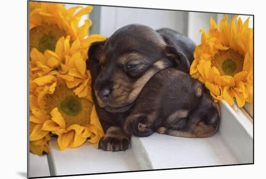 Sleeping Doxen Puppies-Zandria Muench Beraldo-Mounted Photographic Print