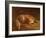 Sleeping Fox-Jafunda and Abraham Cresques-Framed Giclee Print