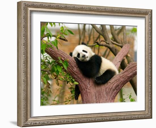 Sleeping Giant Panda Baby-SJ Travel Photo and Video-Framed Photographic Print