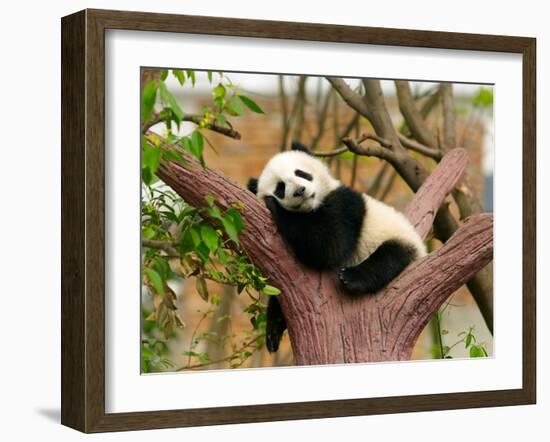 Sleeping Giant Panda Baby-SJ Travel Photo and Video-Framed Photographic Print