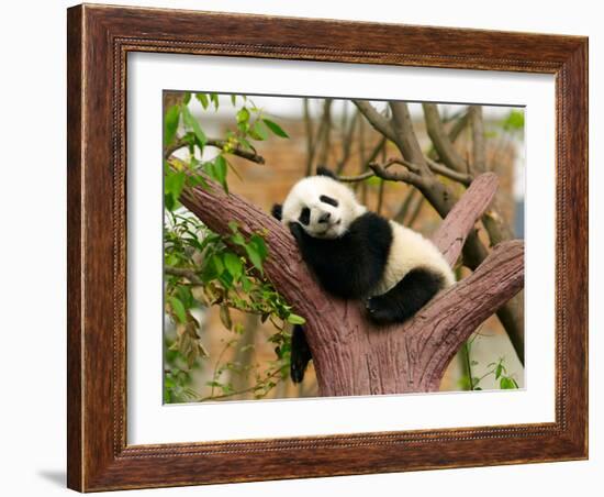 Sleeping Giant Panda Baby-SJ Travel Photo and Video-Framed Photographic Print