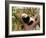 Sleeping Giant Panda Baby-SJ Travel Photo and Video-Framed Photographic Print