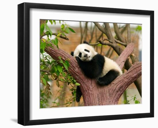 Sleeping Giant Panda Baby-SJ Travel Photo and Video-Framed Photographic Print