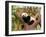 Sleeping Giant Panda Baby-SJ Travel Photo and Video-Framed Photographic Print