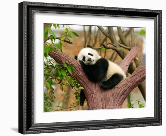 Sleeping Giant Panda Baby-SJ Travel Photo and Video-Framed Photographic Print