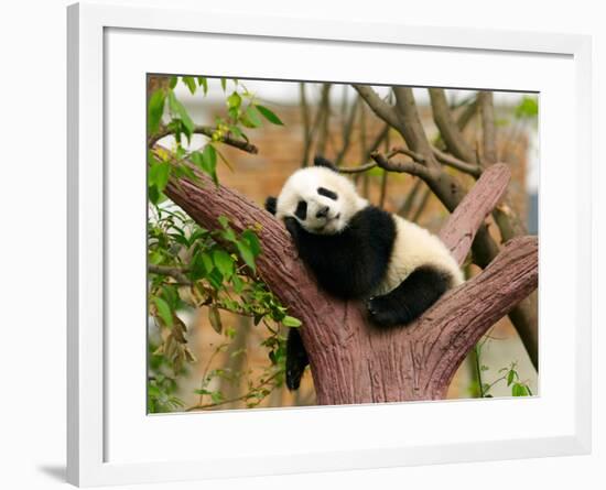 Sleeping Giant Panda Baby-SJ Travel Photo and Video-Framed Photographic Print