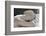 Sleeping Hermaphrodite-null-Framed Photographic Print