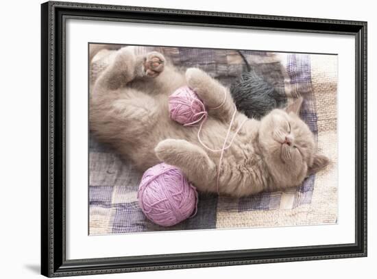 Sleeping Kitten Rare Color (Lilac)-Liliya Kulianionak-Framed Photographic Print