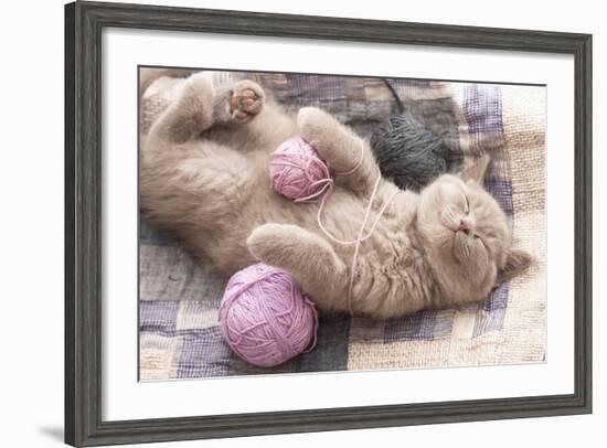 Sleeping Kitten Rare Color (Lilac)-Liliya Kulianionak-Framed Photographic Print