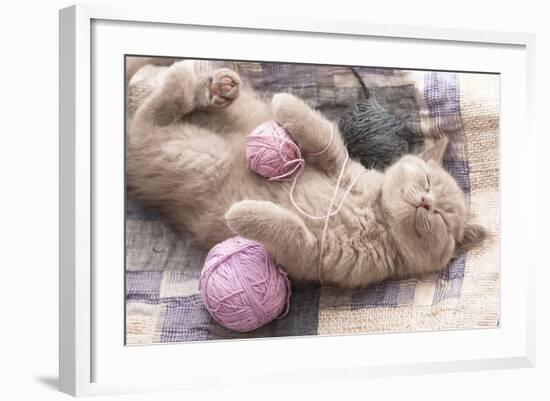 Sleeping Kitten Rare Color (Lilac)-Liliya Kulianionak-Framed Photographic Print