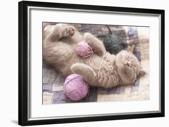 Sleeping Kitten Rare Color (Lilac)-Liliya Kulianionak-Framed Photographic Print