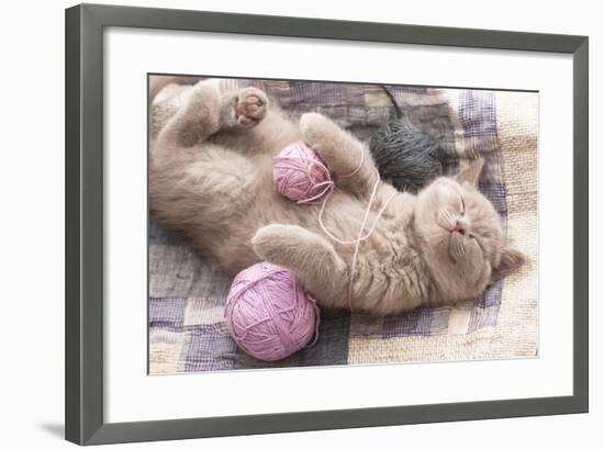 Sleeping Kitten Rare Color (Lilac)-Liliya Kulianionak-Framed Photographic Print