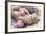 Sleeping Kitten Rare Color (Lilac)-Liliya Kulianionak-Framed Photographic Print