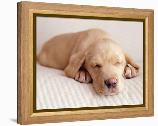 Sleeping Labrador Puppy-Jim Craigmyle-Framed Premier Image Canvas