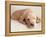 Sleeping Labrador Puppy-Jim Craigmyle-Framed Premier Image Canvas