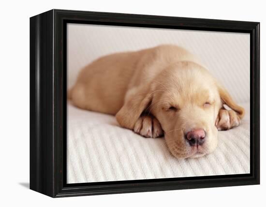 Sleeping Labrador Puppy-Jim Craigmyle-Framed Premier Image Canvas