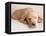 Sleeping Labrador Puppy-Jim Craigmyle-Framed Premier Image Canvas