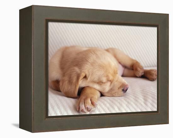 Sleeping Labrador Puppy-Jim Craigmyle-Framed Premier Image Canvas