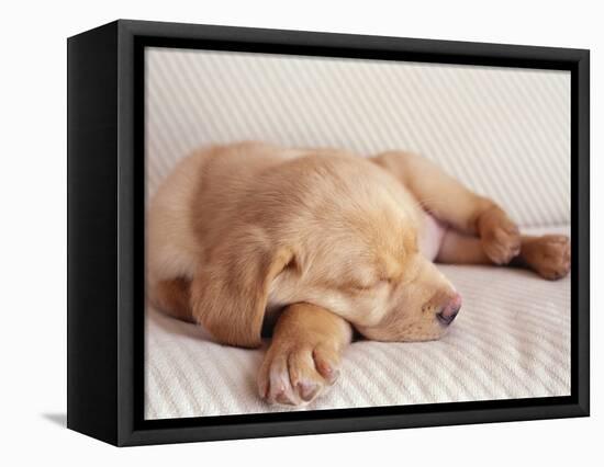 Sleeping Labrador Puppy-Jim Craigmyle-Framed Premier Image Canvas