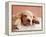 Sleeping Labrador Puppy-Jim Craigmyle-Framed Premier Image Canvas