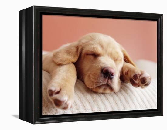 Sleeping Labrador Puppy-Jim Craigmyle-Framed Premier Image Canvas