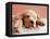 Sleeping Labrador Puppy-Jim Craigmyle-Framed Premier Image Canvas