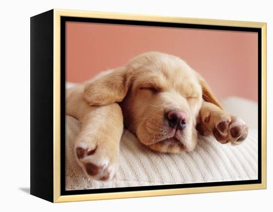 Sleeping Labrador Puppy-Jim Craigmyle-Framed Premier Image Canvas